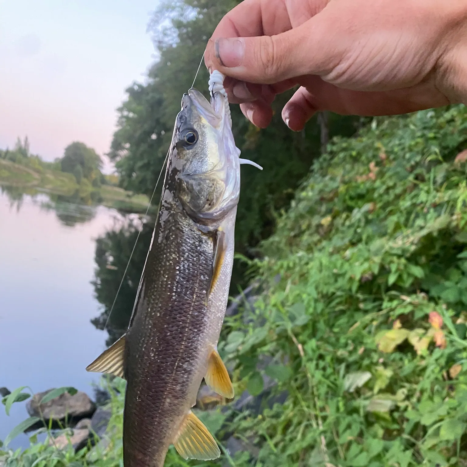 The most recent Northern pikeminnow catches on Fishbrain