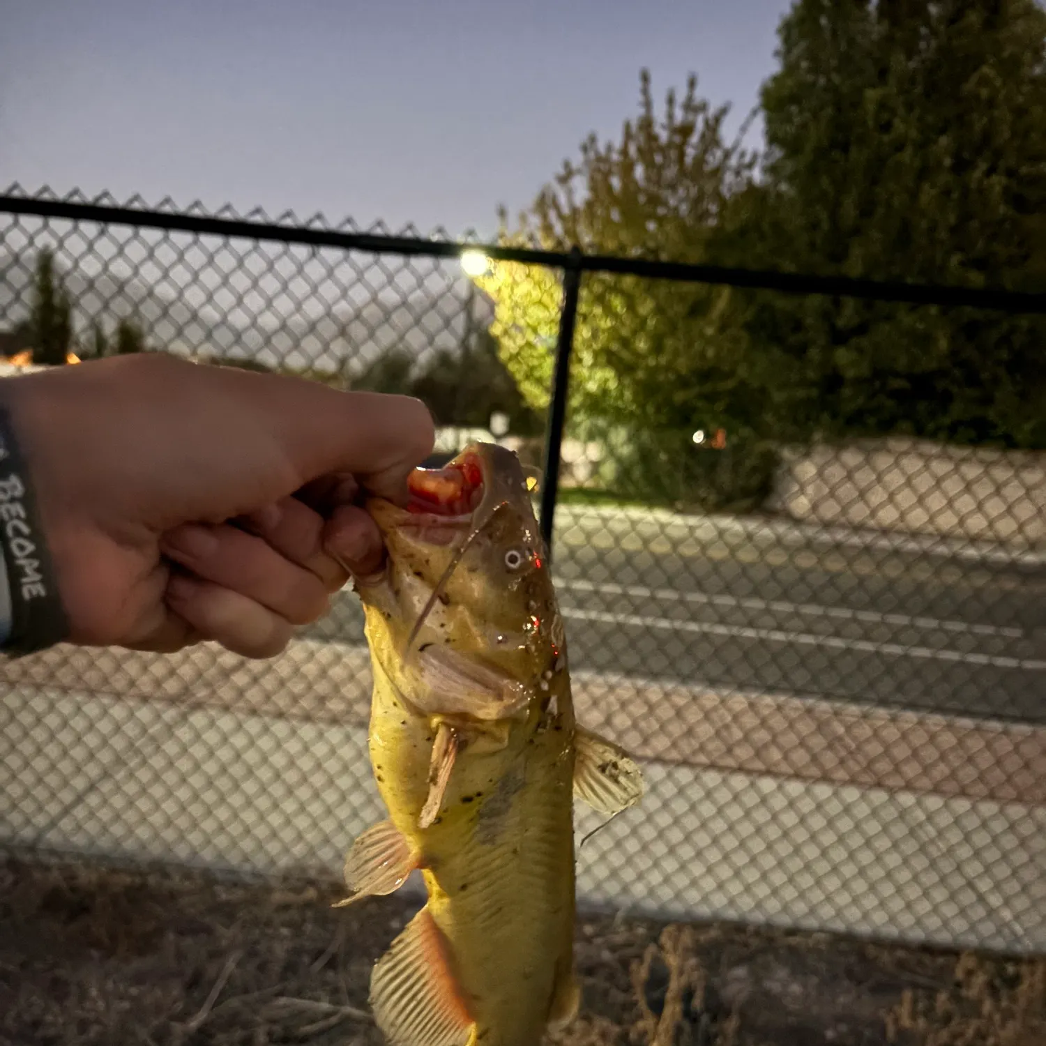 Yellow bullhead caught on Fishbrain