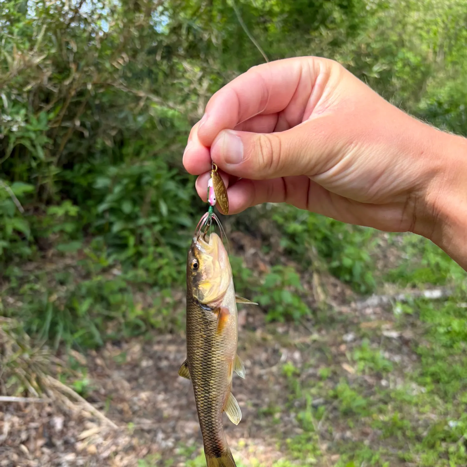 The most recent Bigmouth chub catches on Fishbrain
