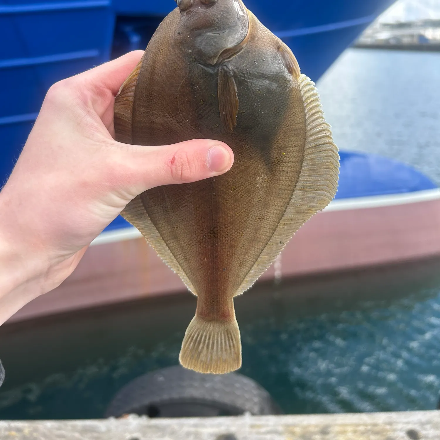 The most recent European flounder catches on Fishbrain