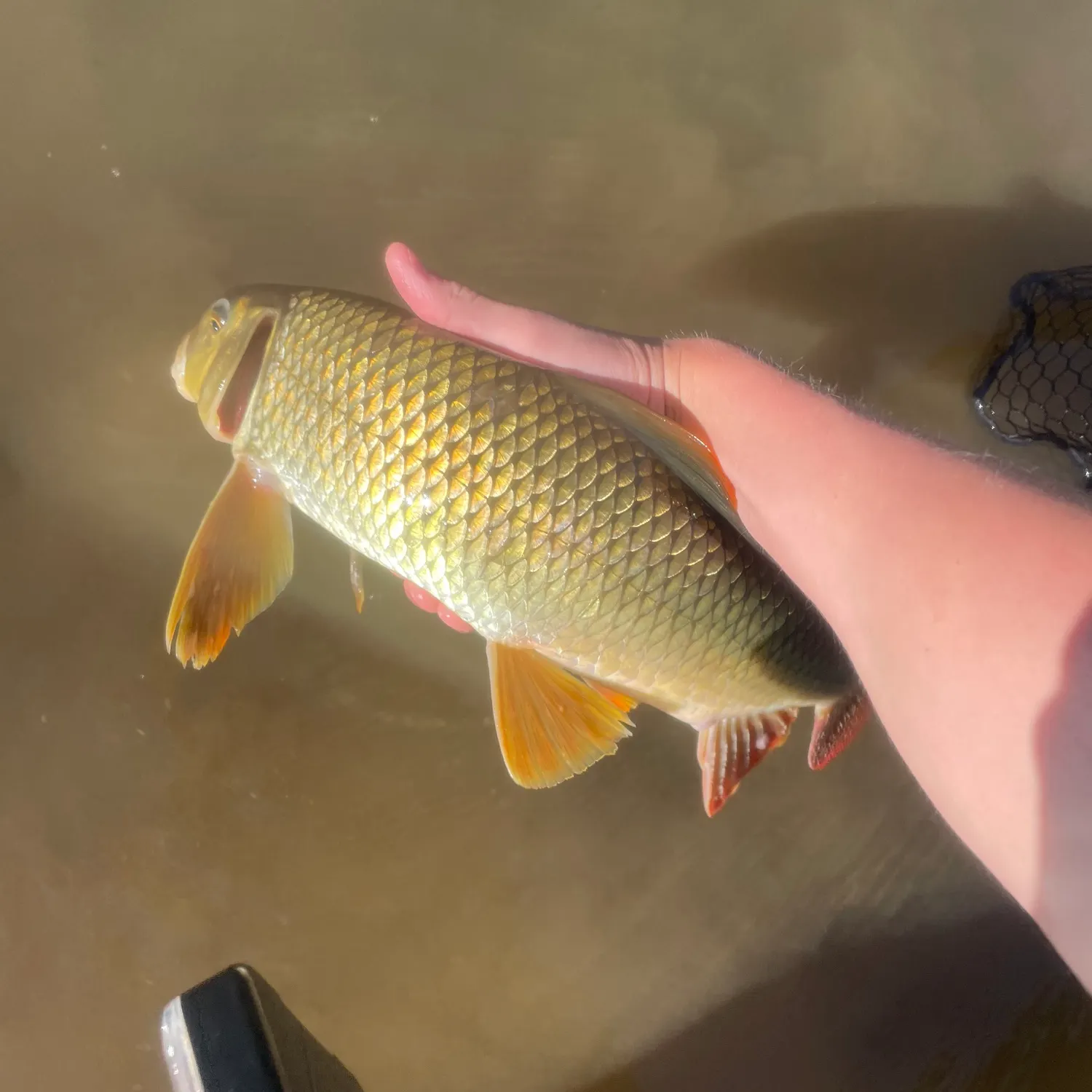 The most recent River redhorse catches on Fishbrain