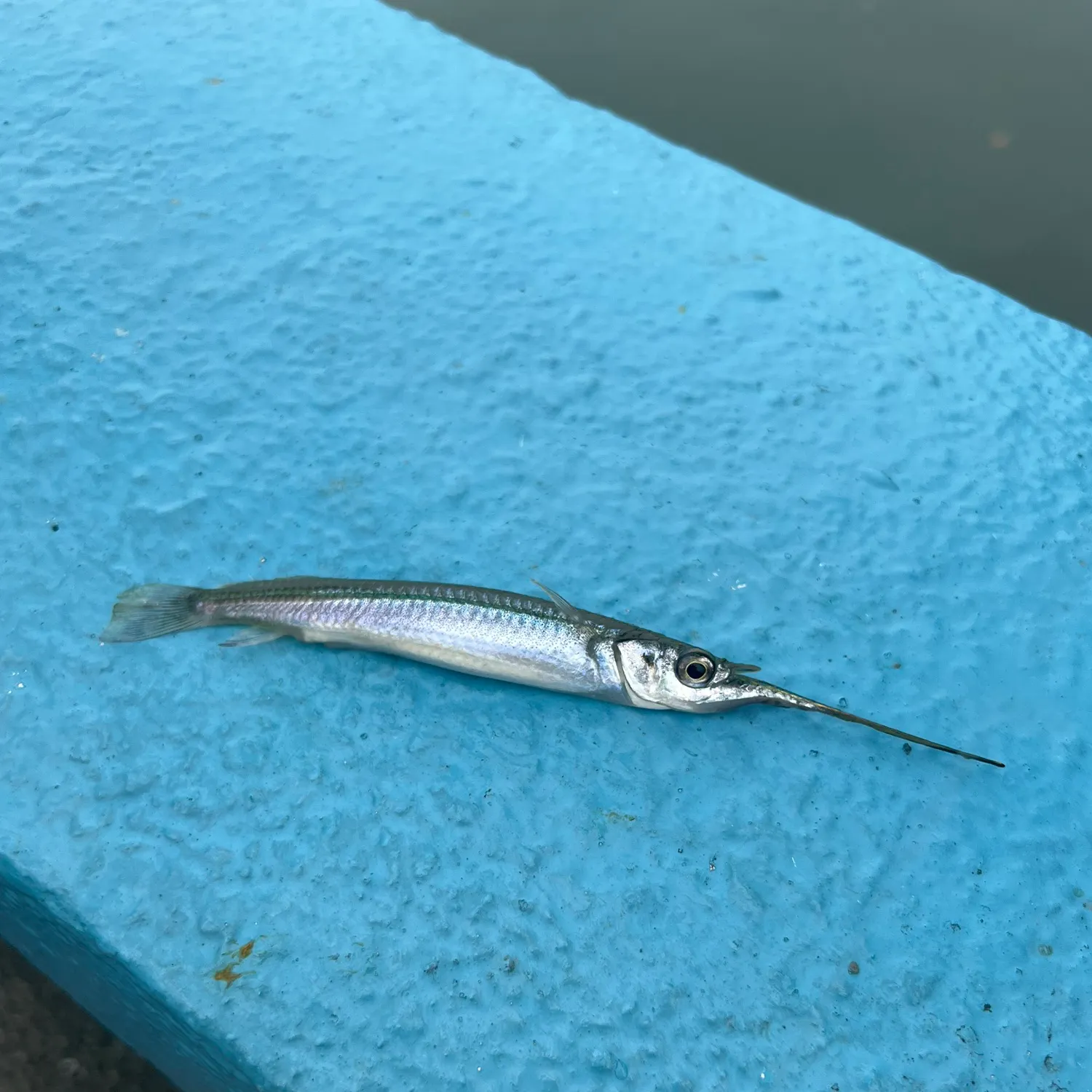 The most popular recent Buffon's river-garfish catch on Fishbrain