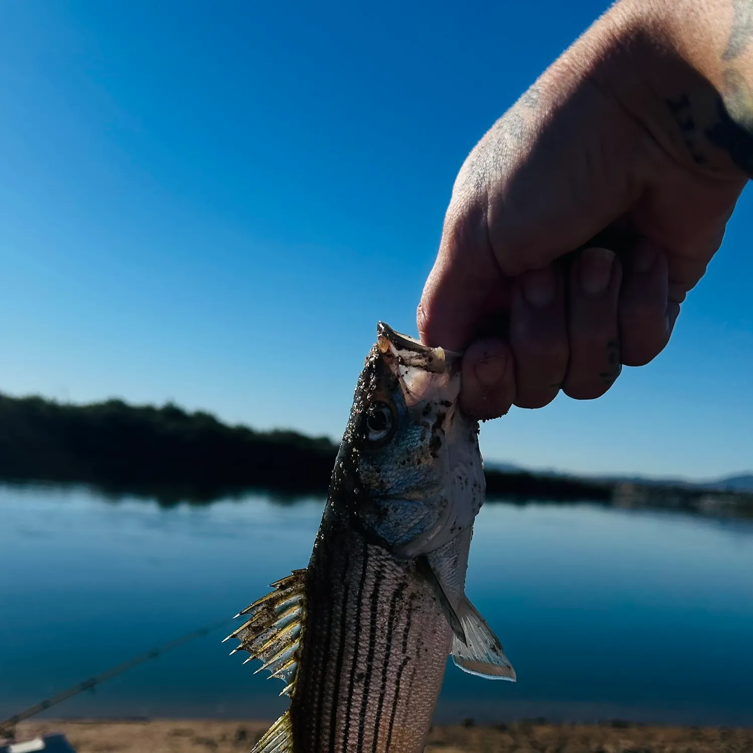 Striped bass caught on Fishbrain