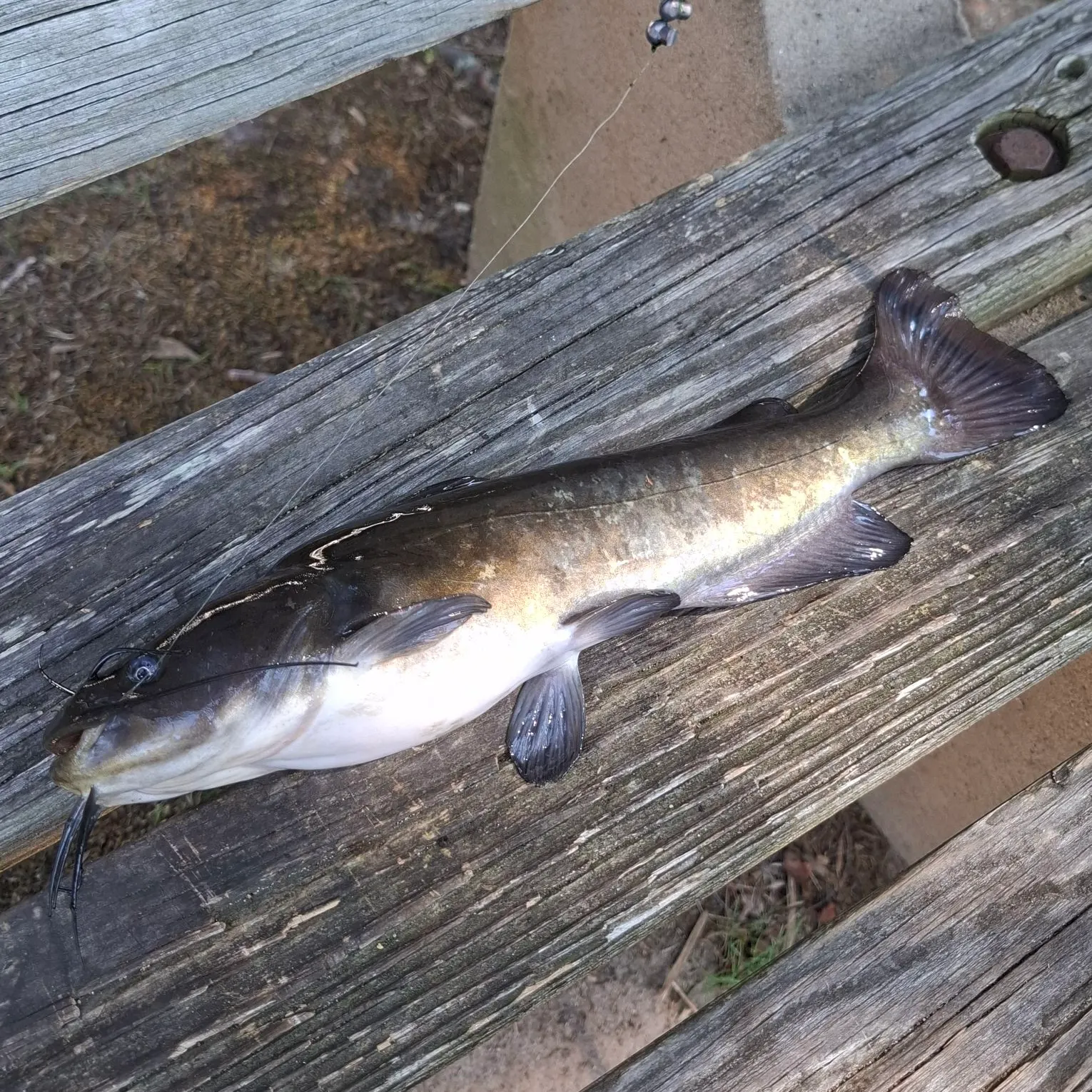 Black bullhead caught on Fishbrain