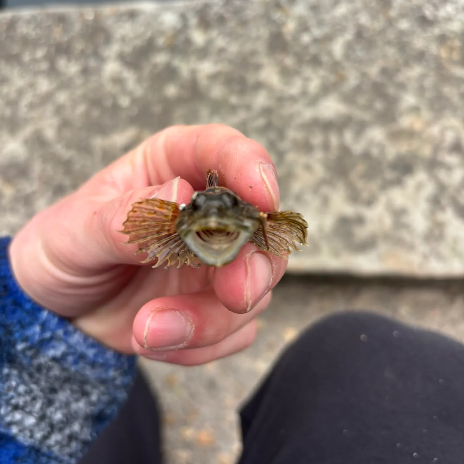 The most recent Mottled sculpin catches on Fishbrain
