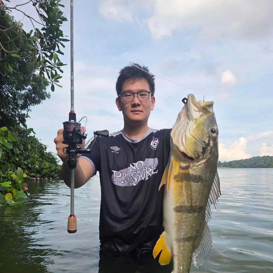 The most recent Speckled peacock bass catches on Fishbrain
