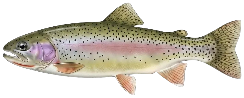 Cutbow