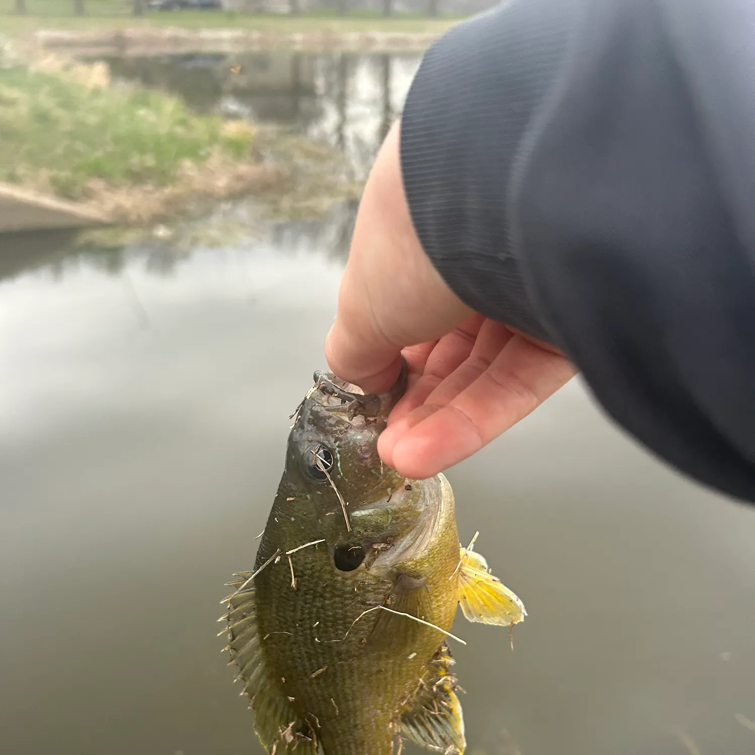 The most recent Green sunfish catches on Fishbrain