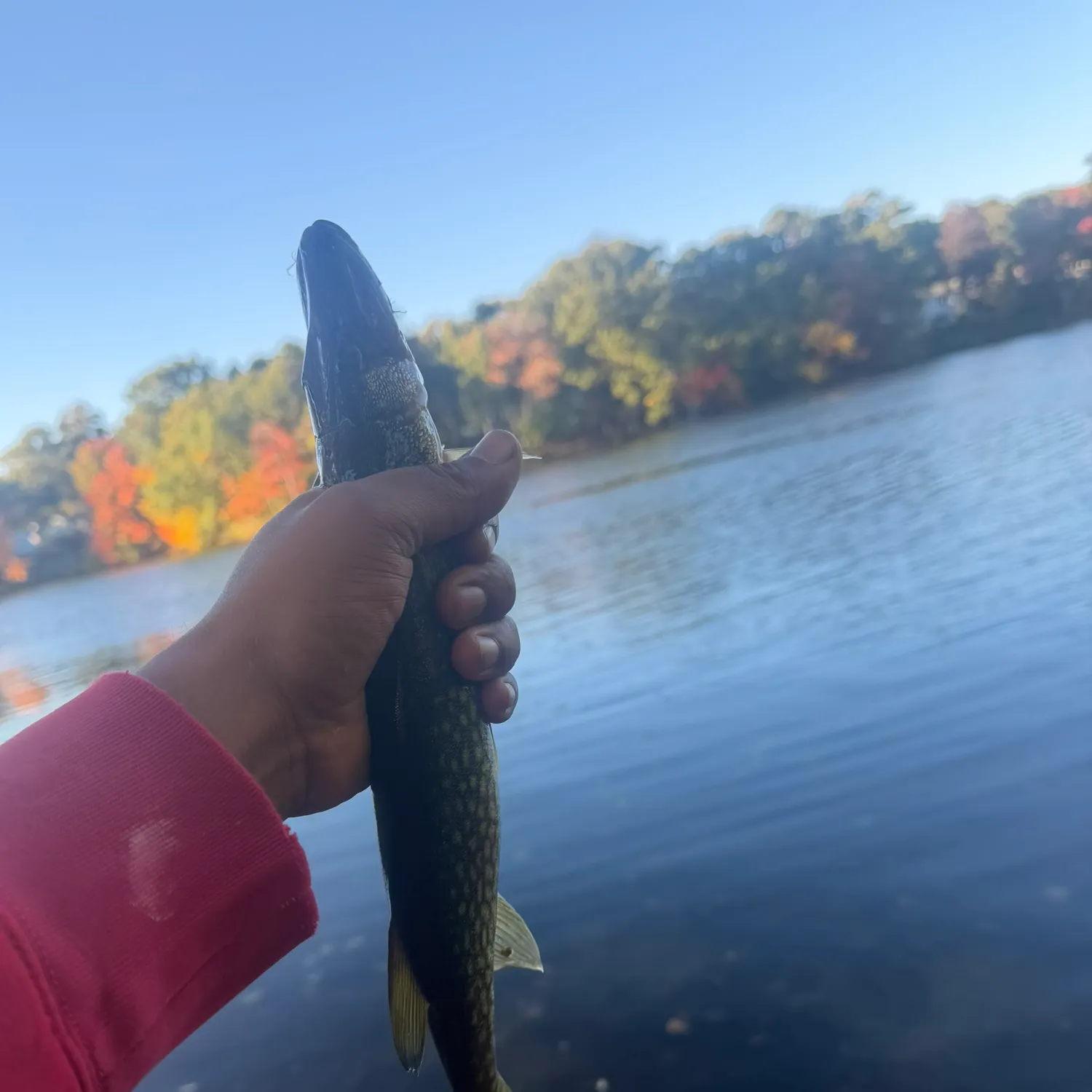 Chain pickerel caught on Fishbrain