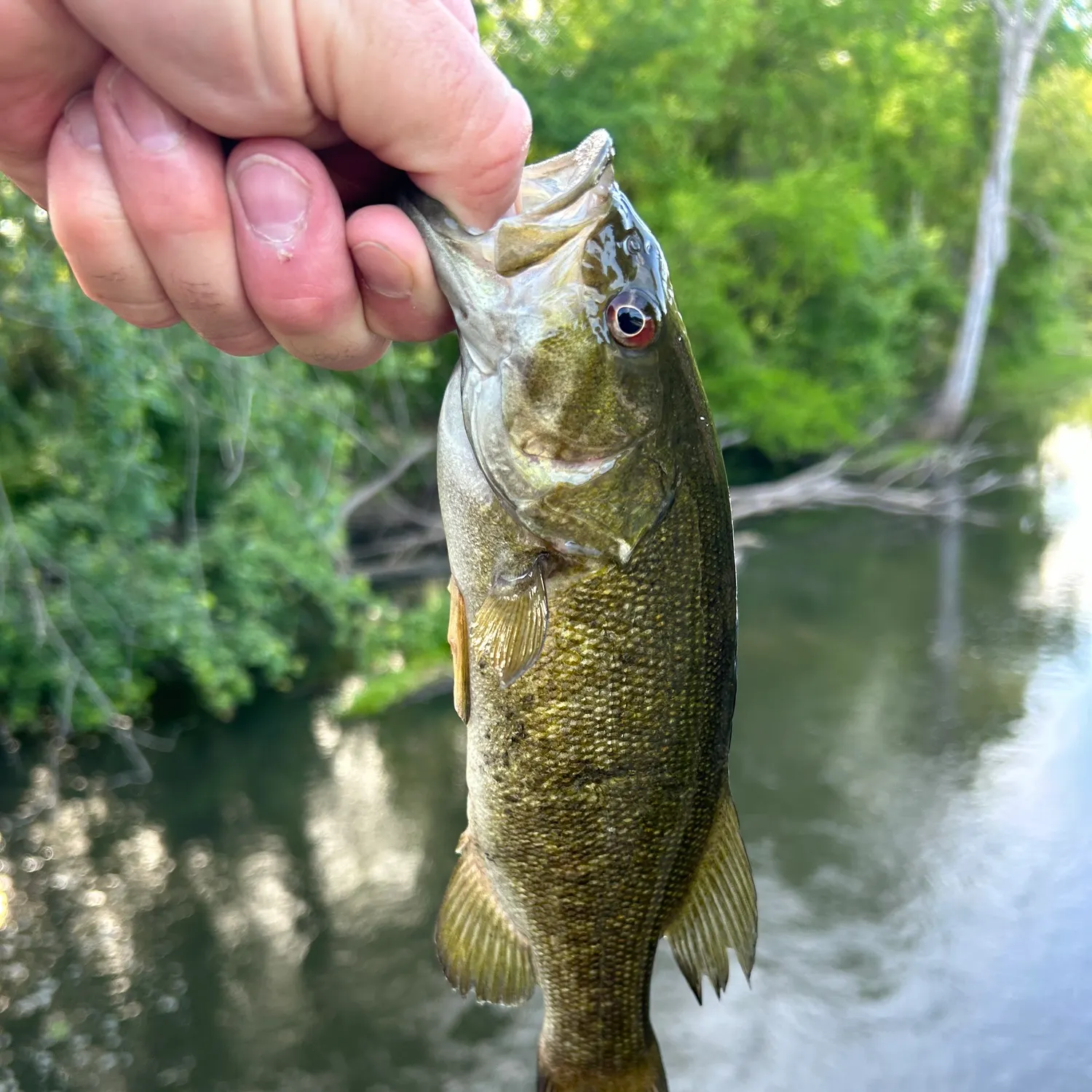 angler catch