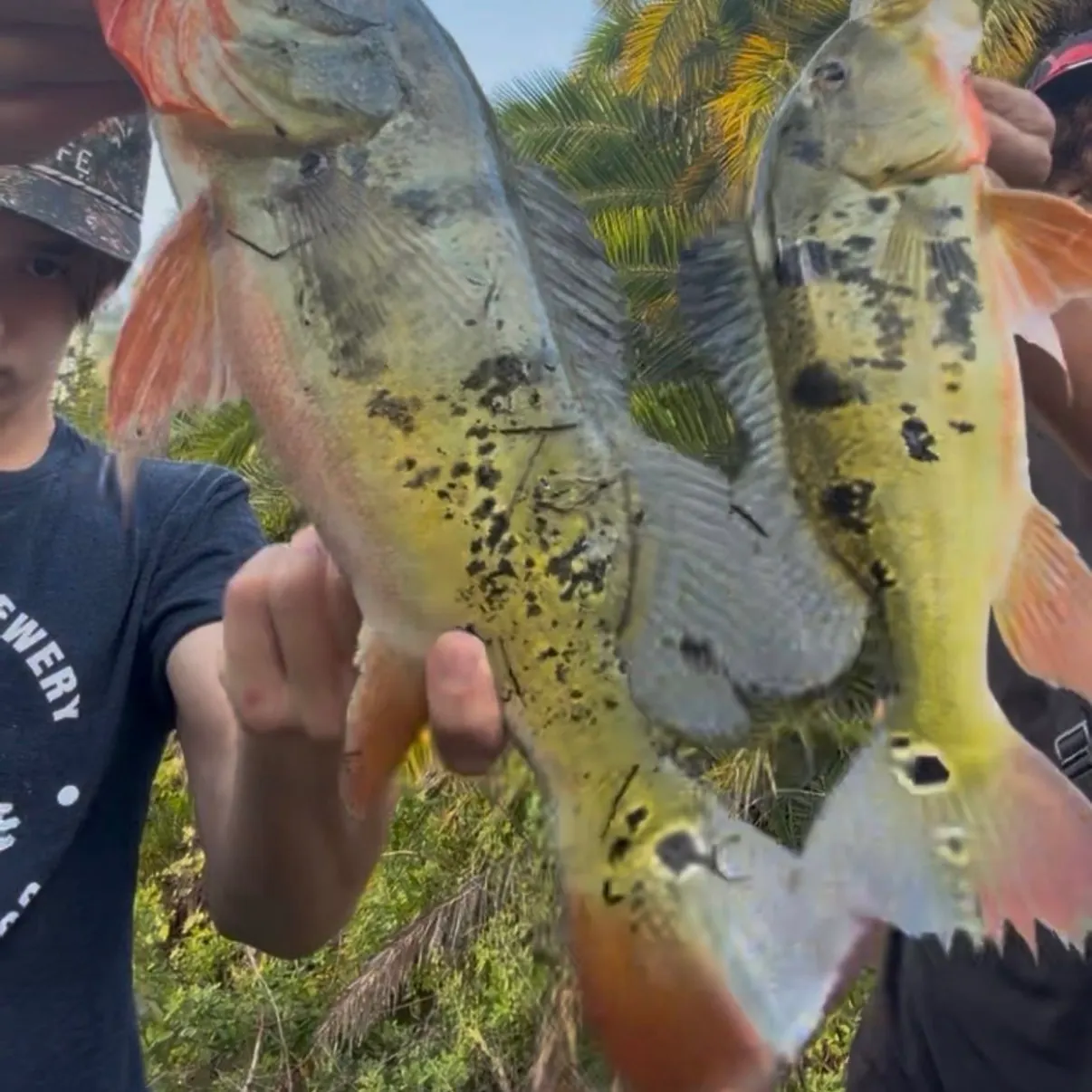 Butterfly peacock bass caught on Fishbrain