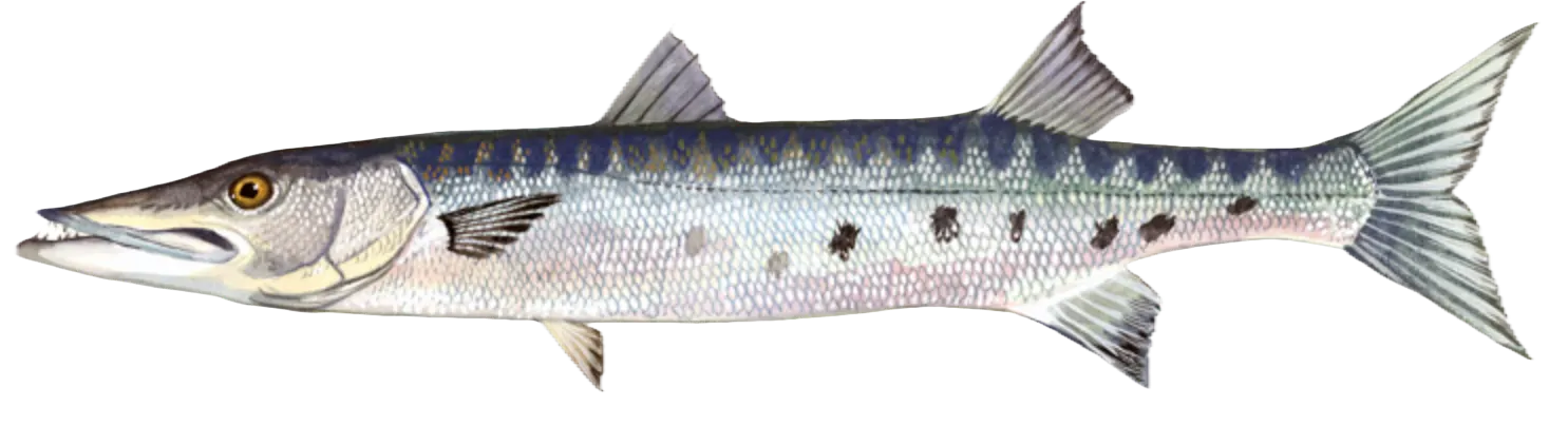 Great barracuda