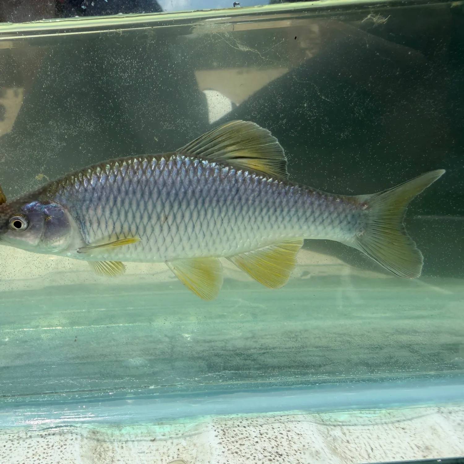 The most recent Steelcolor shiner catches on Fishbrain