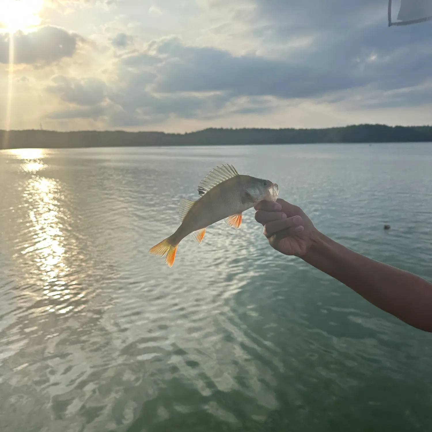 European perch caught on Fishbrain