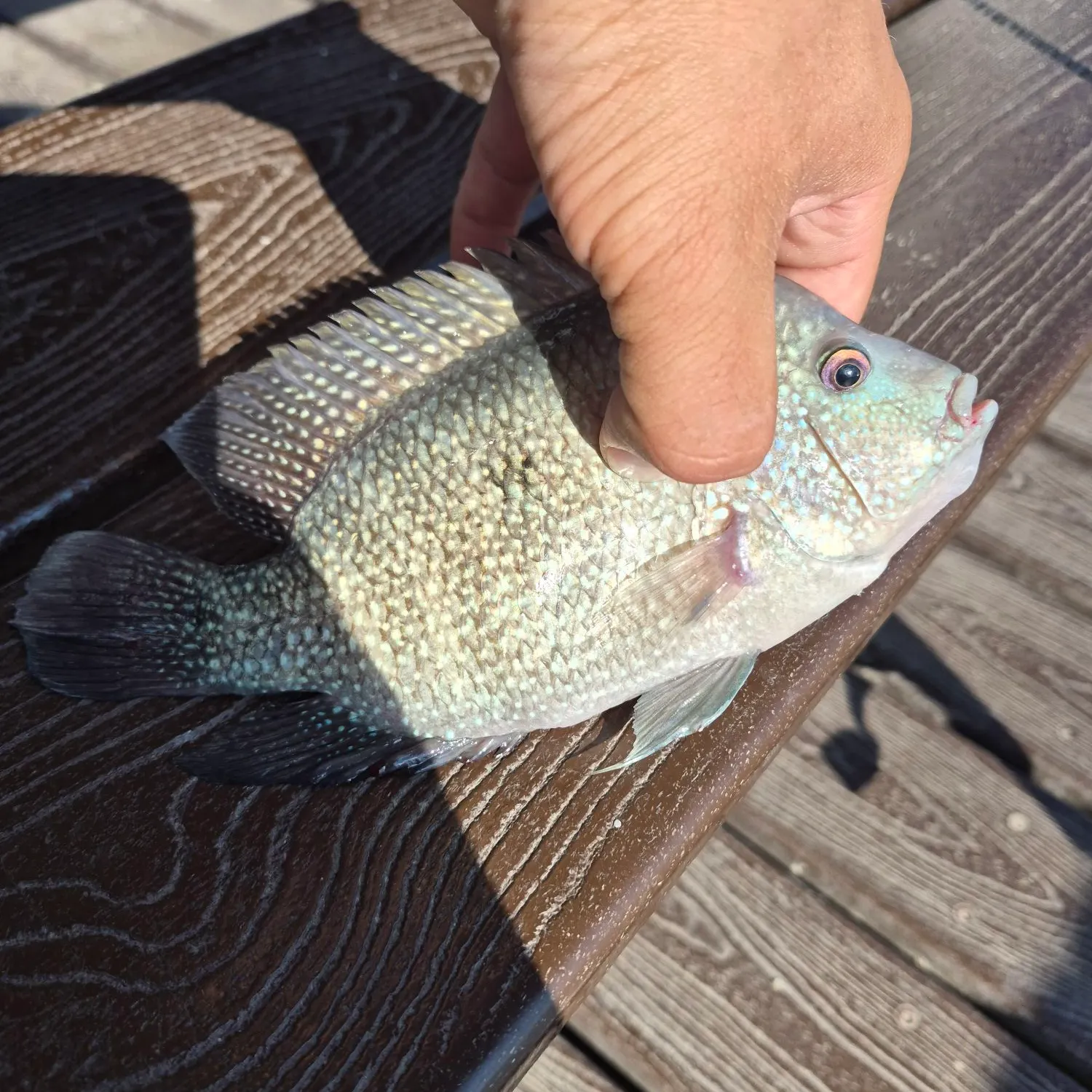 Rio Grande cichlid caught on Fishbrain