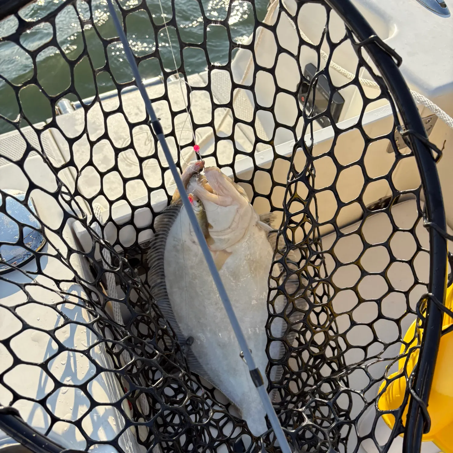 Summer flounder caught on Fishbrain
