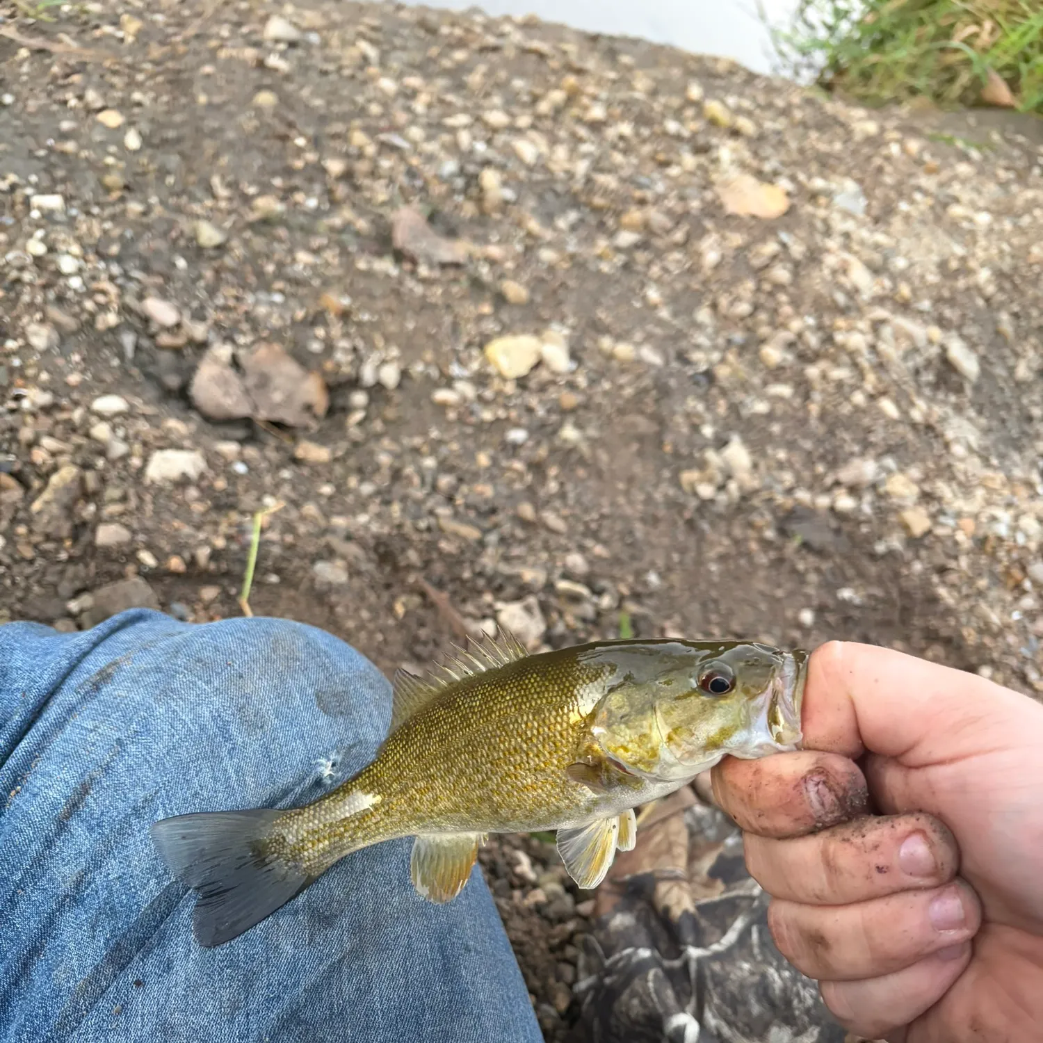 Smallmouth bass caught on Fishbrain