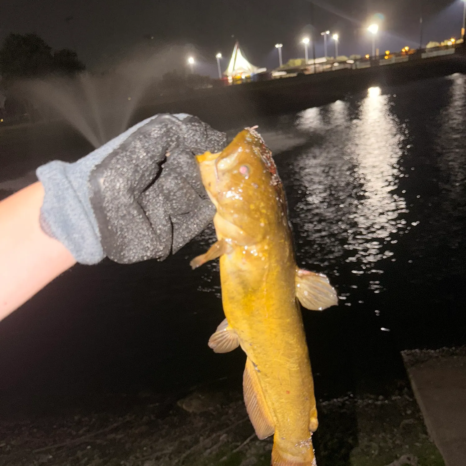Yellow bullhead caught on Fishbrain