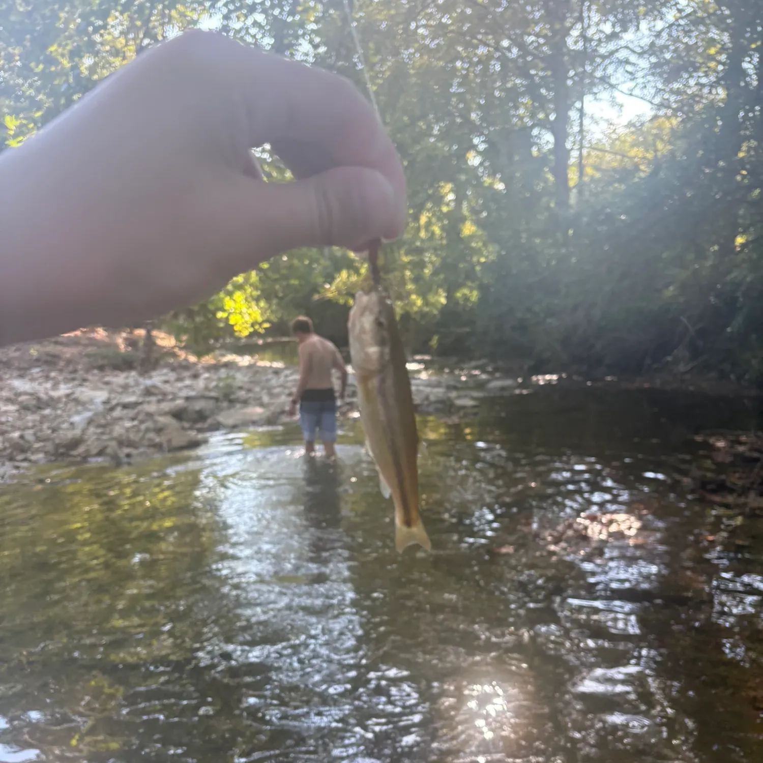 Creek chub caught on Fishbrain