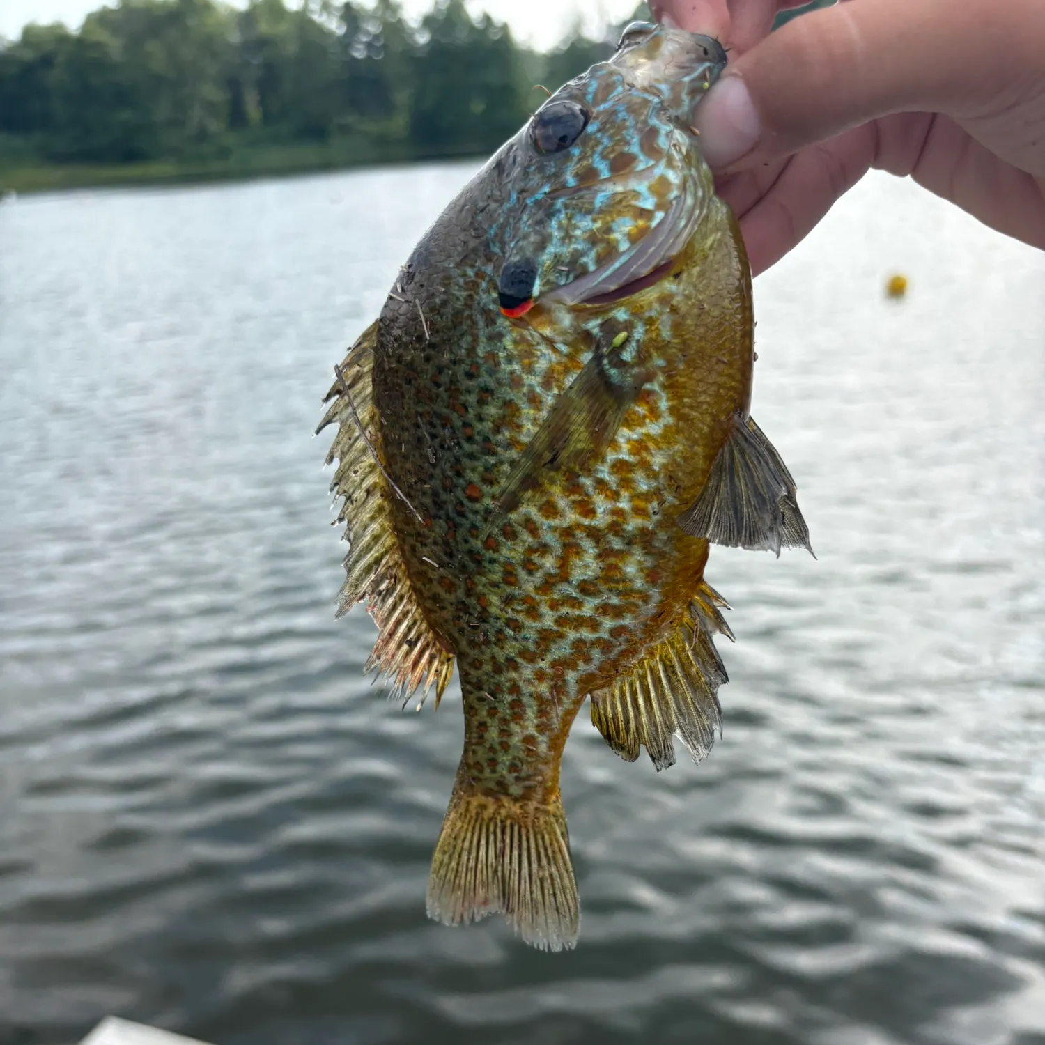 Pumpkinseed caught on Fishbrain
