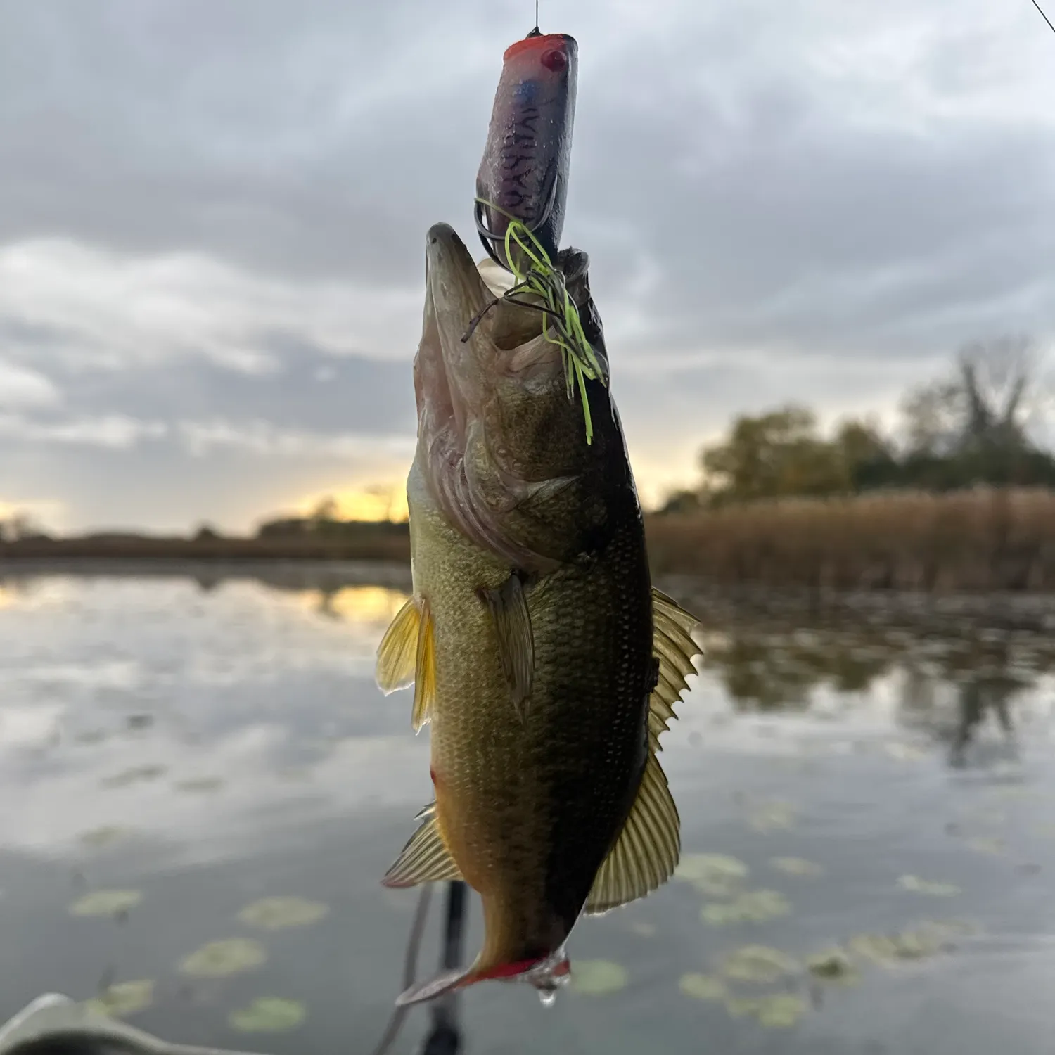 Largemouth bass caught on Fishbrain