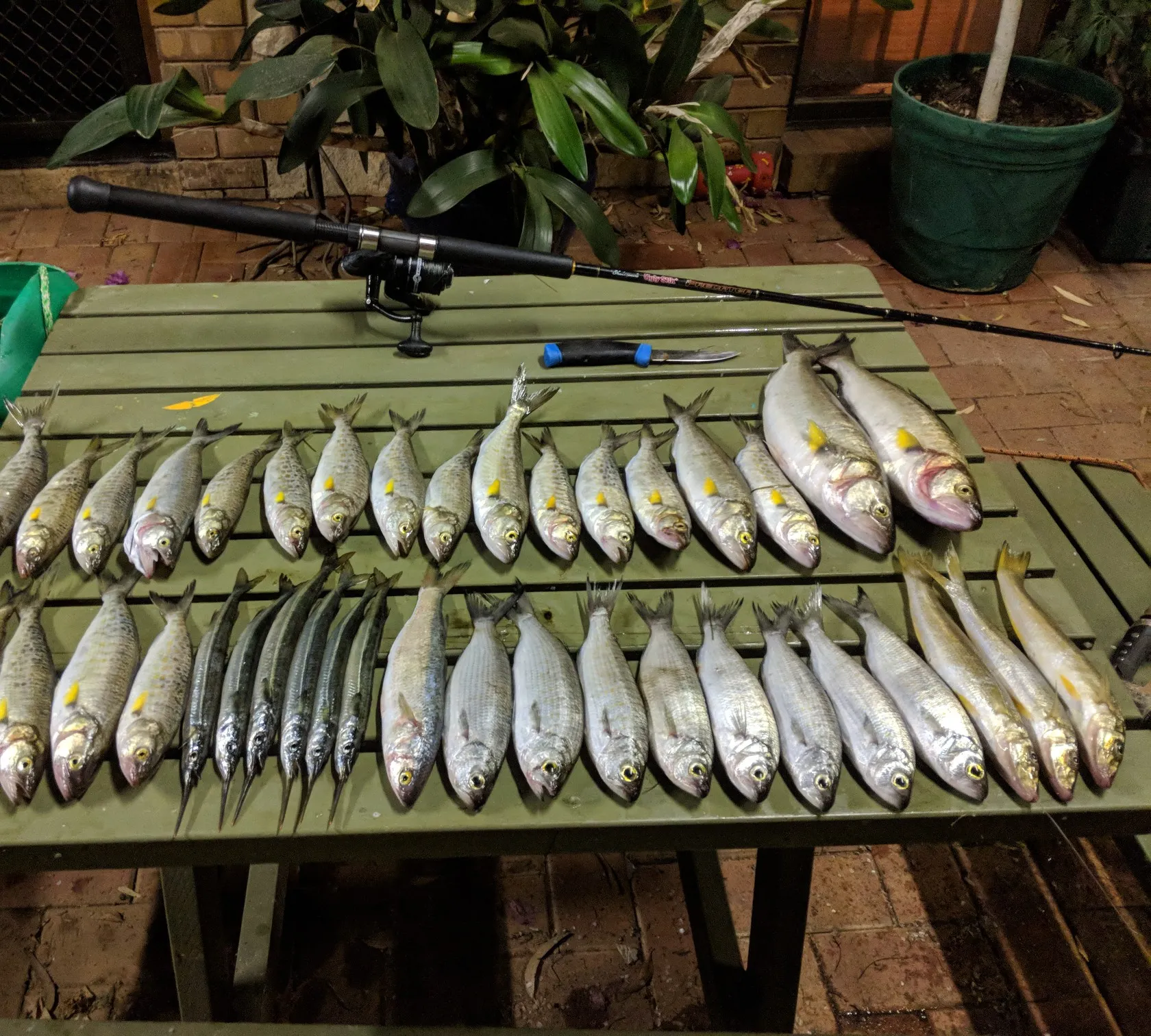 recently logged catches