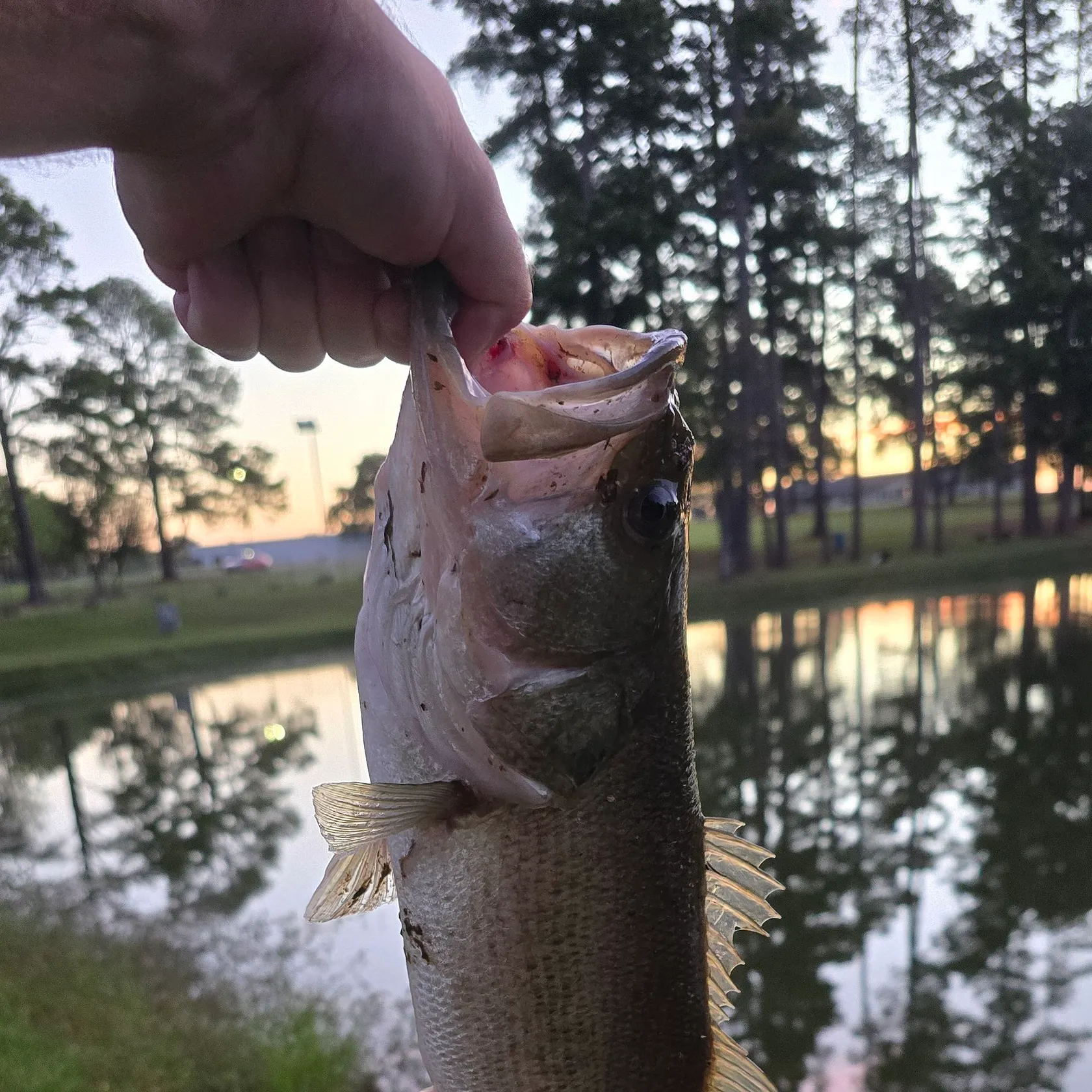 Largemouth bass caught on Fishbrain