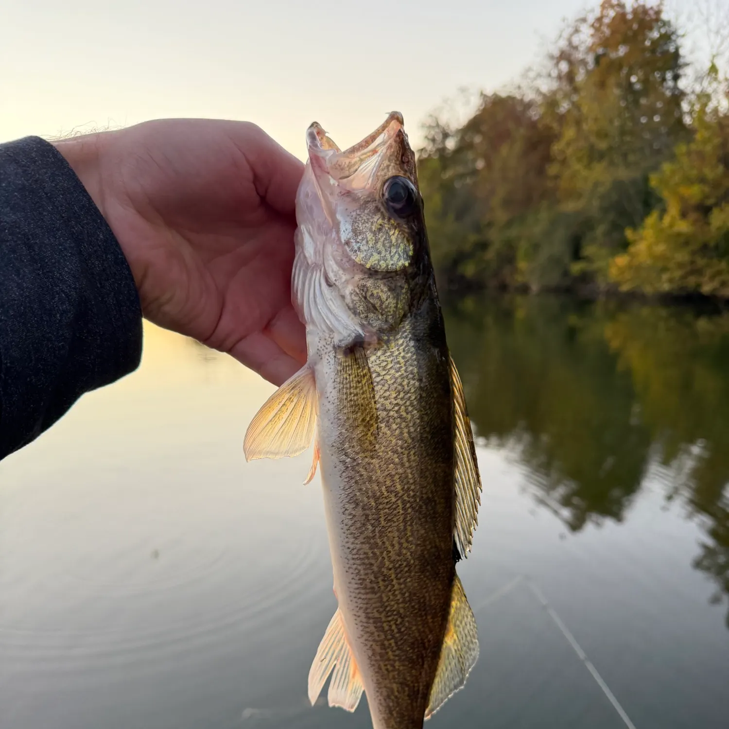 Walleye caught on Fishbrain