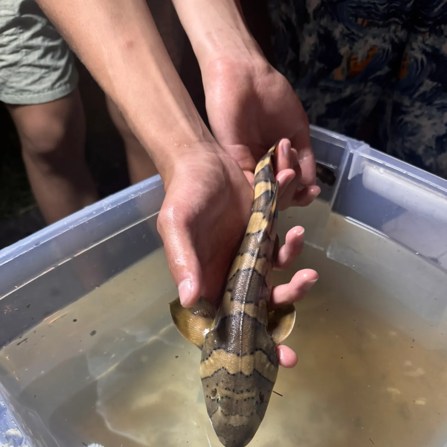 The most recent Whitespotted bamboo shark catches on Fishbrain