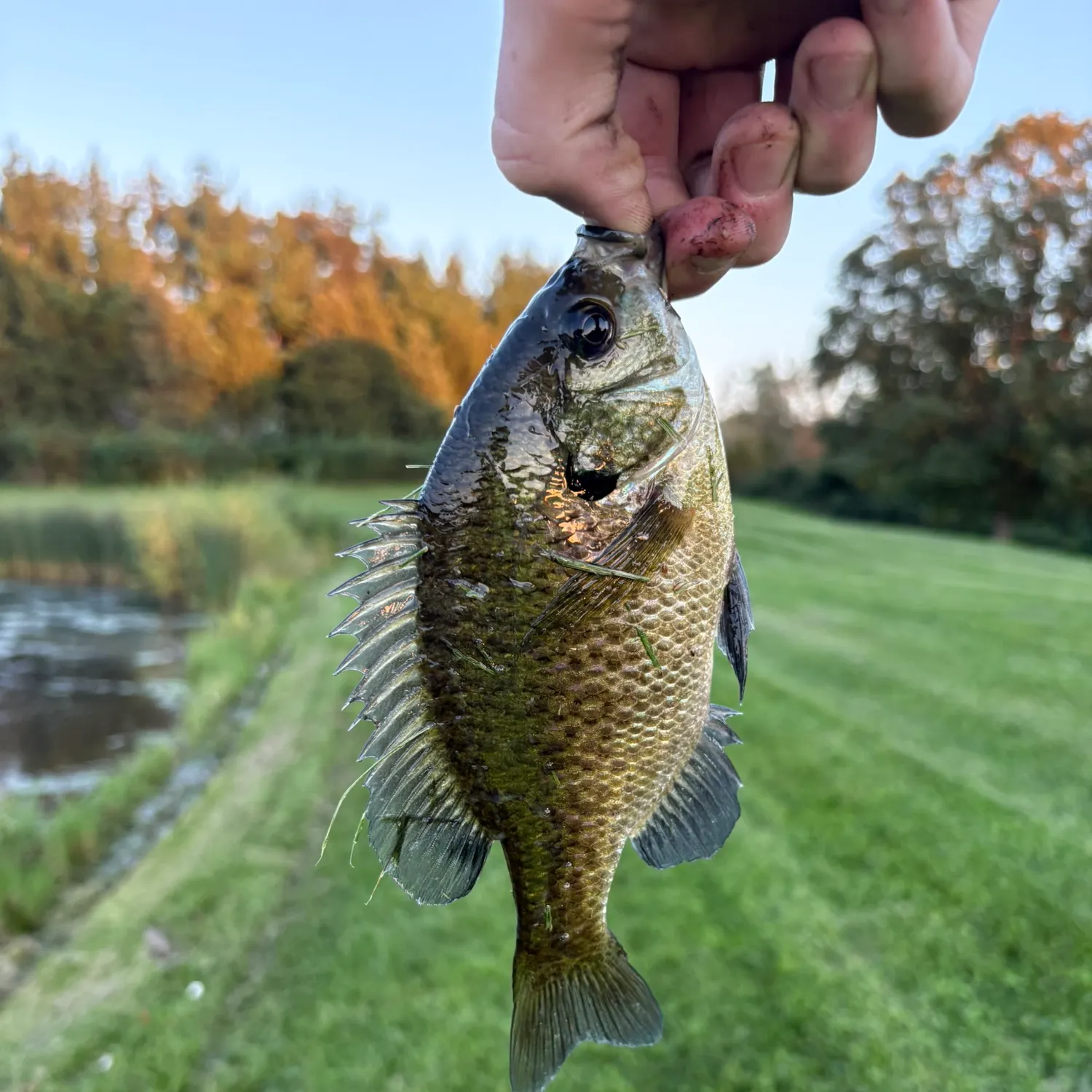 Bluegill caught on Fishbrain