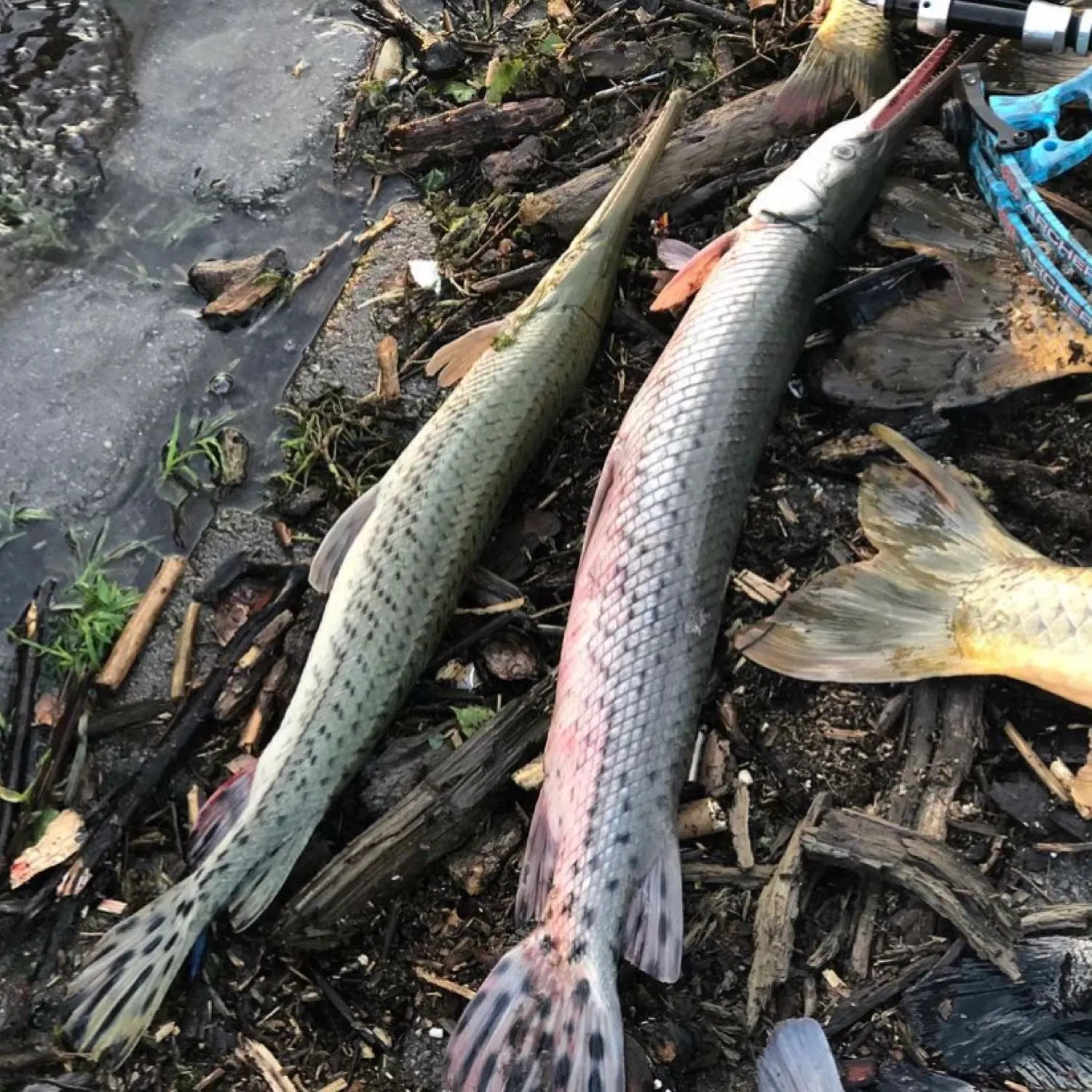 angler catch