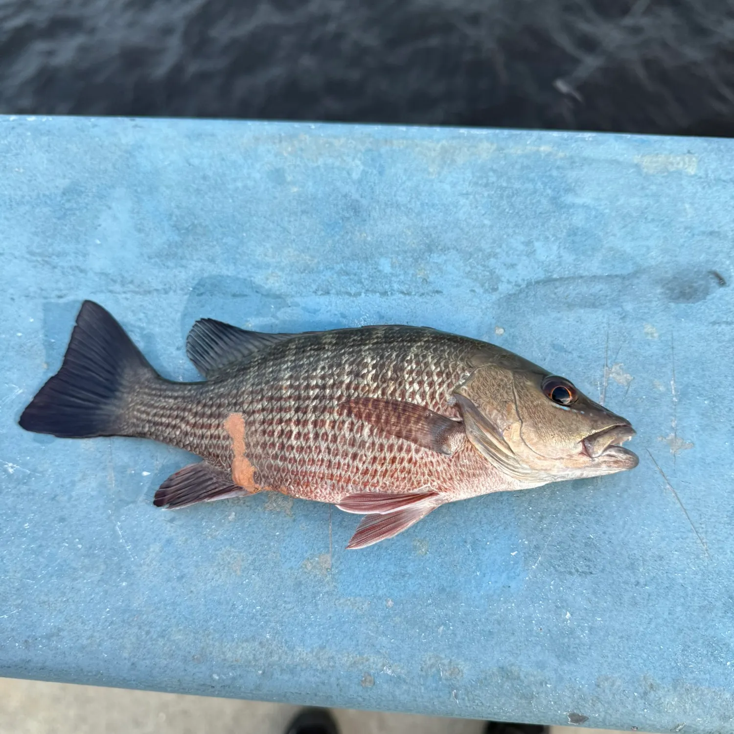 Mangrove snapper caught on Fishbrain