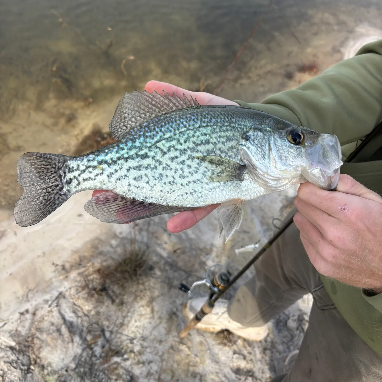 The most recent Black crappie catches on Fishbrain