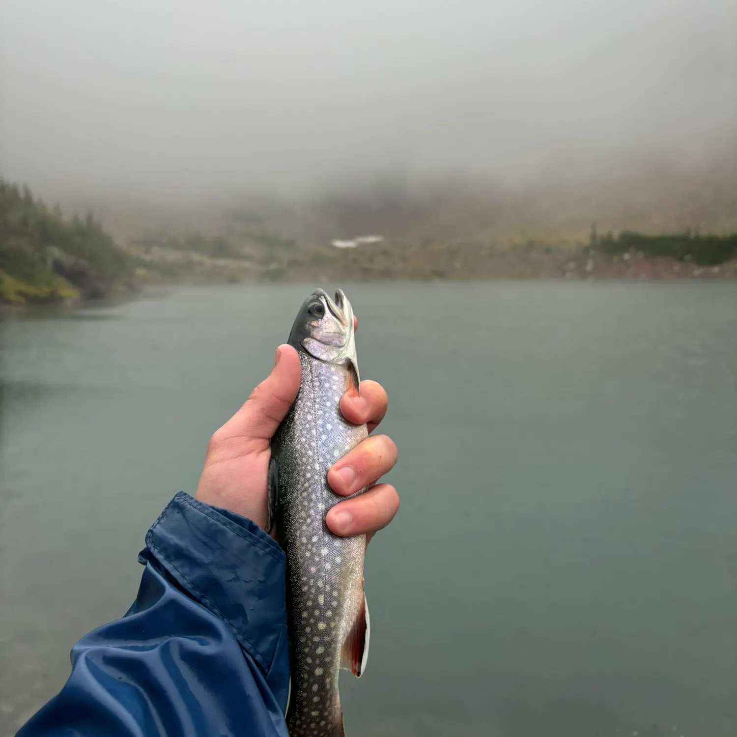Brook trout caught on Fishbrain