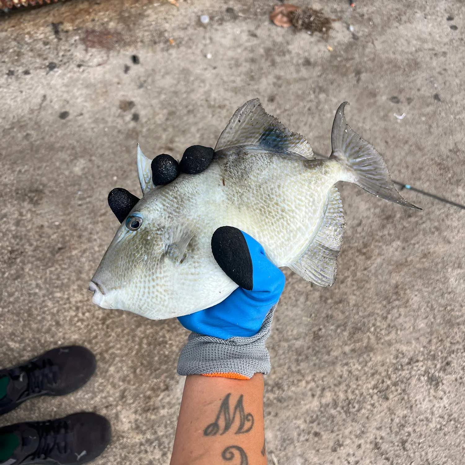 The most recent Grey triggerfish catches on Fishbrain