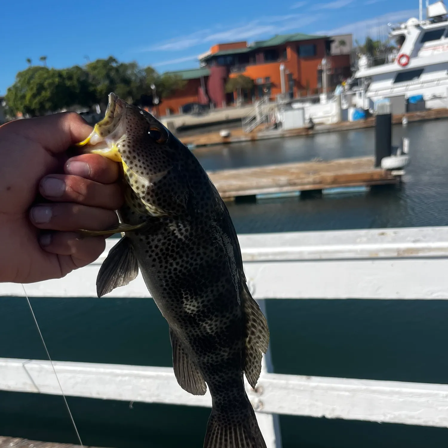 Spotted sand bass caught on Fishbrain