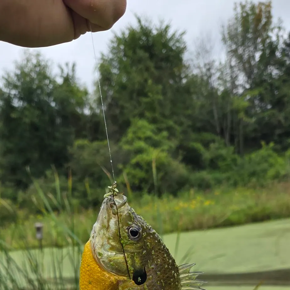 Bluegill caught on Fishbrain