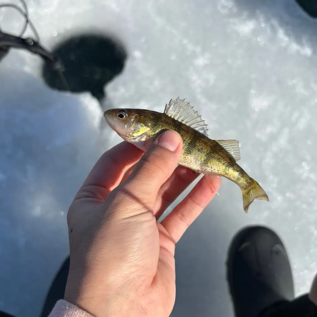 The most recent Sandhills chub catches on Fishbrain