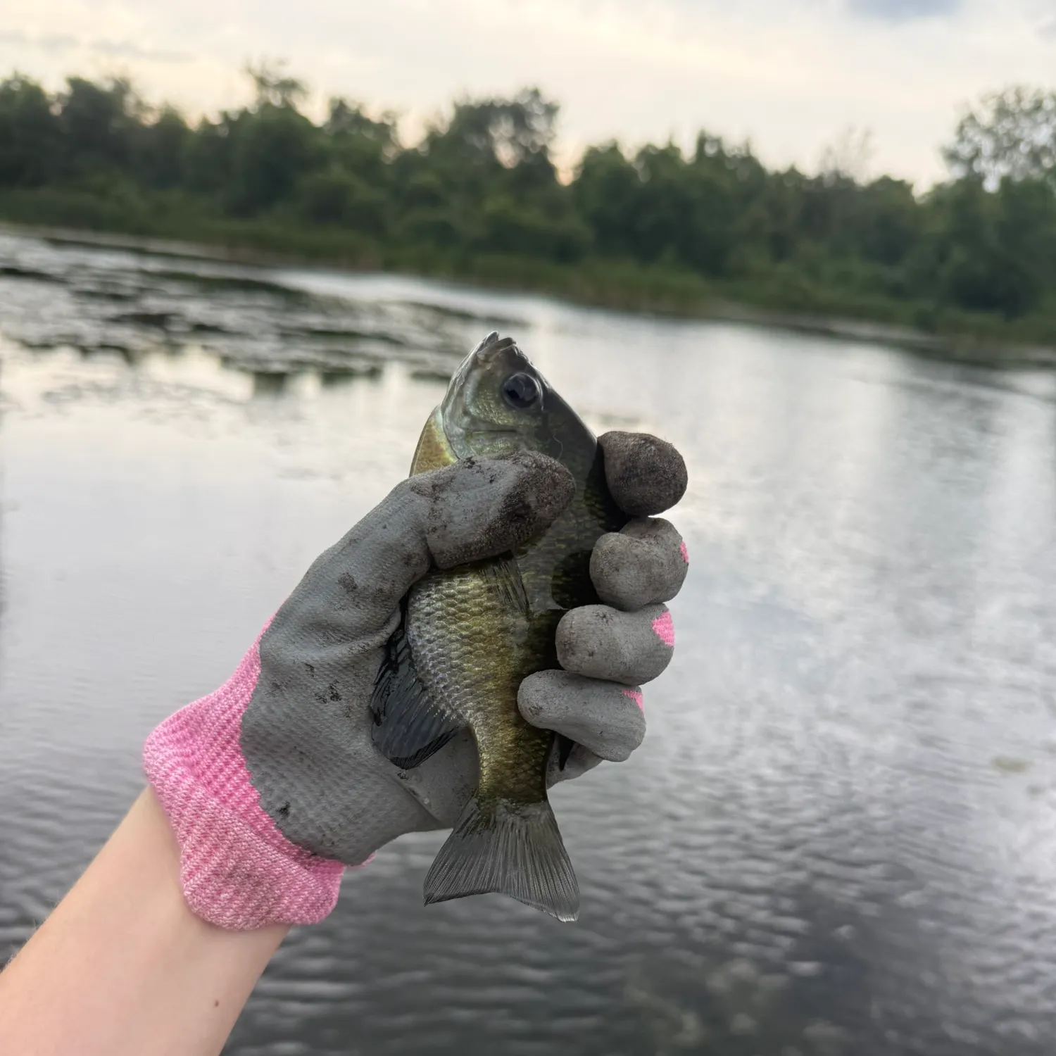 Bluegill caught on Fishbrain