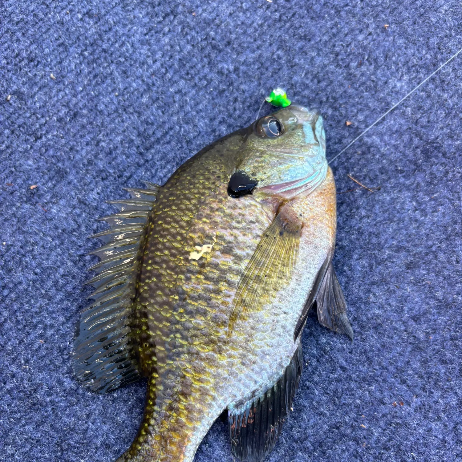 Bluegill caught on Fishbrain