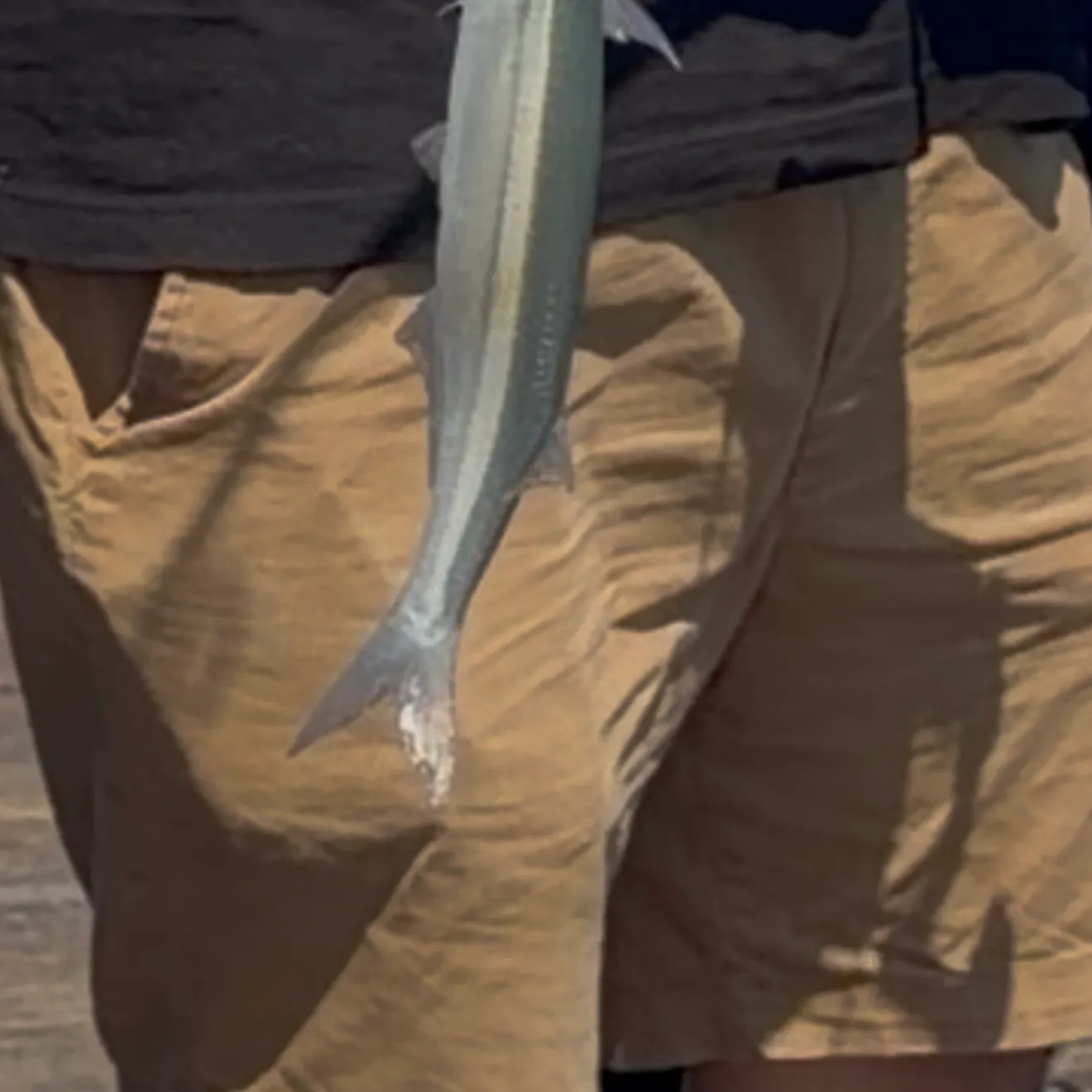 The most recent Surf smelt catches on Fishbrain
