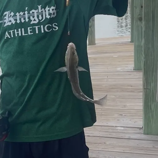 The most recent Hardhead sea catfish catches on Fishbrain