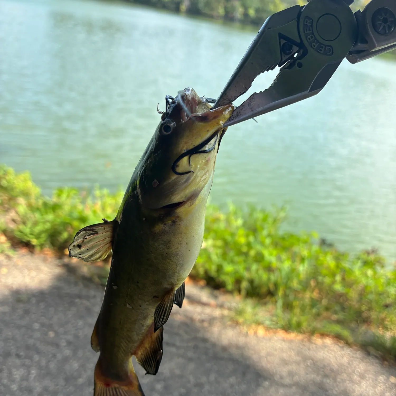 Black bullhead caught on Fishbrain