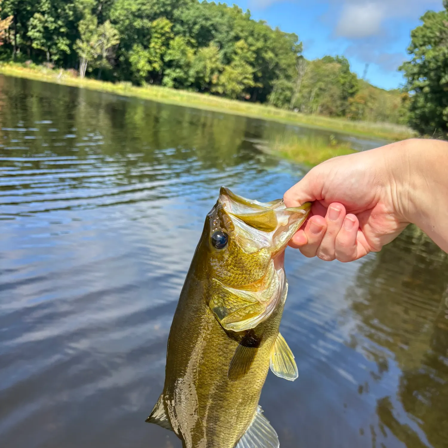 Largemouth bass caught on Fishbrain
