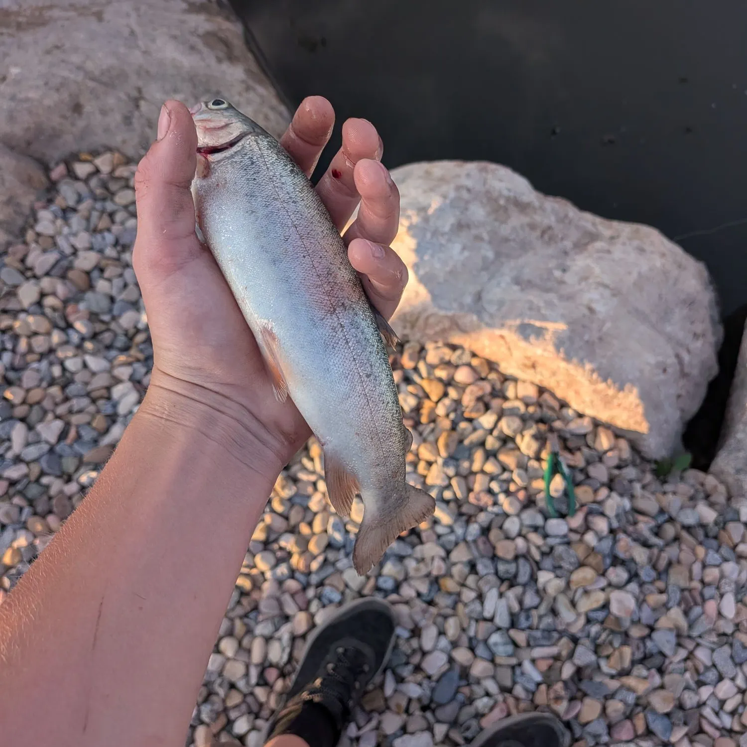 Rainbow trout caught on Fishbrain