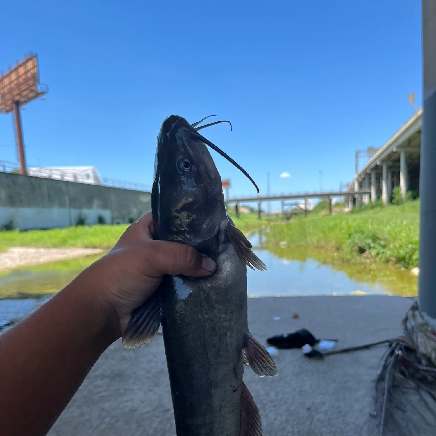 Channel catfish caught on Fishbrain