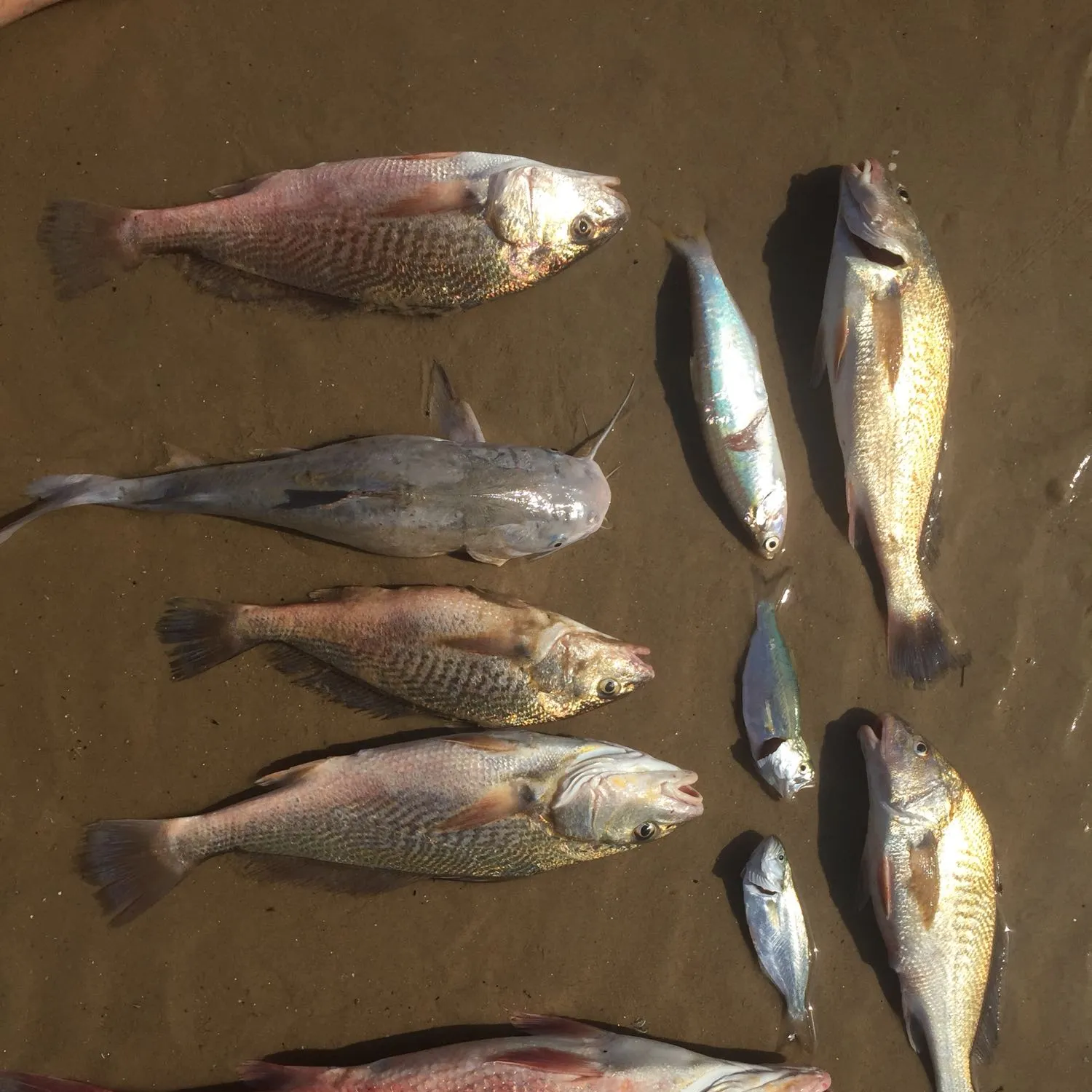 recently logged catches
