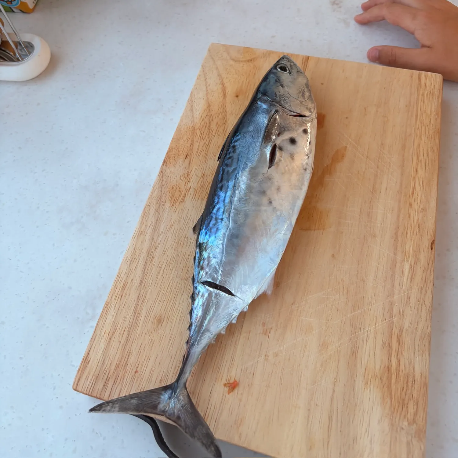 Little tunny caught on Fishbrain
