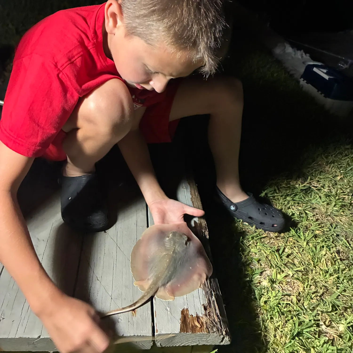 Atlantic stingray caught on Fishbrain