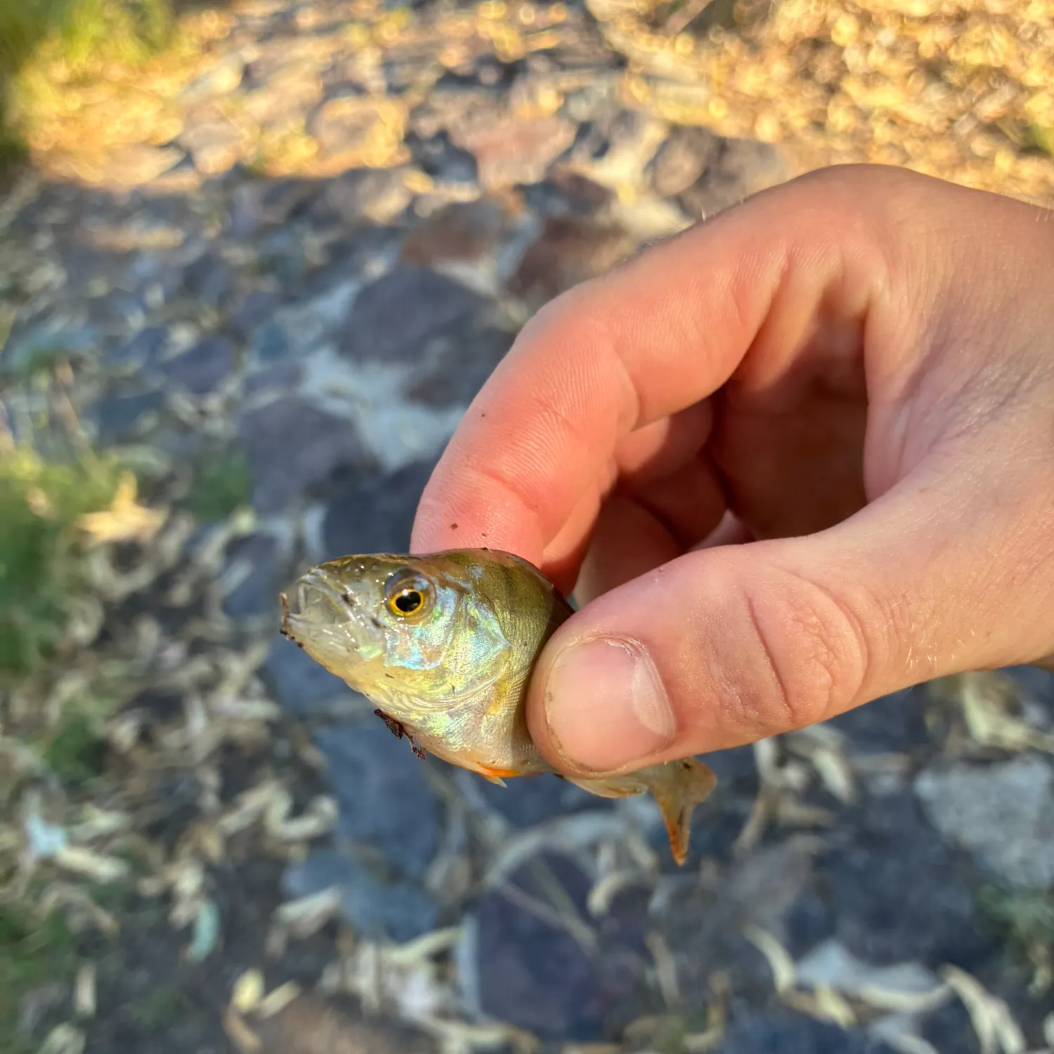The most recent European perch catches on Fishbrain